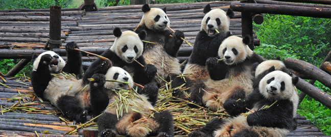 a-group-of-pandas-eating-bamboo-sitting-in-woods