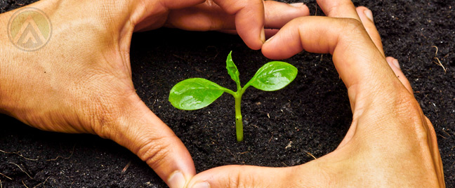 hand-heart-plant